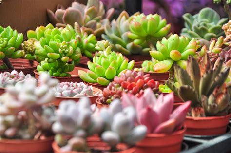 Illegal succulent trade pushes SA’s rare plants towards extinction – The Mail & Guardian