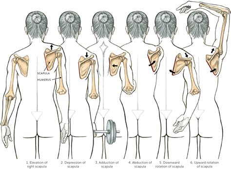 Elevation Of Scapula