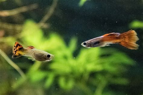 What Fish Eat Endler Fry: A Guide To Keeping Your Brood Safe