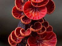 65 Fungi idéer | svamp, svampar, växter