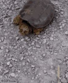 Image result for Snapping Turtle Attack