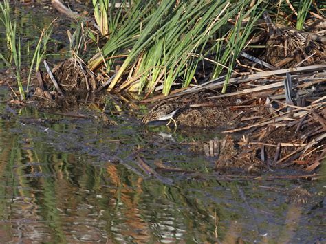African Snipe - eBird