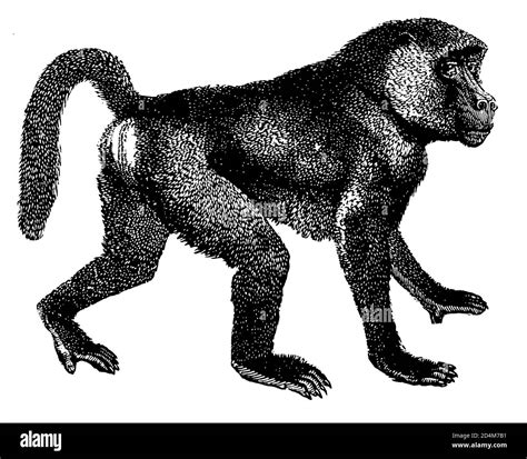 Image result for Baboon Side View