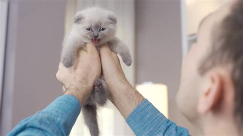 A white kitten meows. Kitten Scottish Fold cat in man's hand and ...