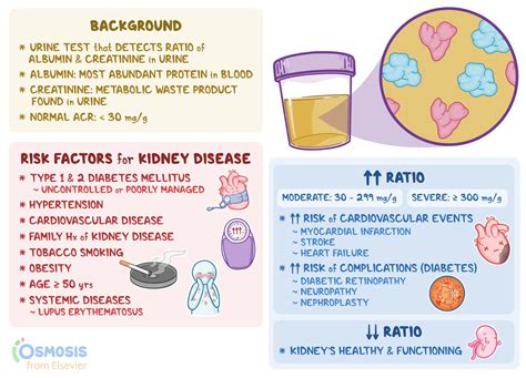 Albumin-to-Creatinine Ratio: What Is It, How It’s Evaluated | Osmosis