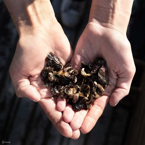 4 Hour Join In Oyster Farm Tour And In Water Tasting Experience in ...