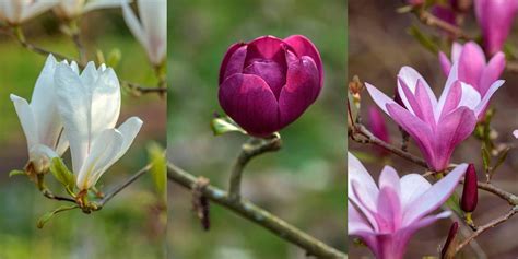 Guided Magnolia Walk, Evenley Wood Garden,Evenley,Brackley,NN13 5SL,GB ...