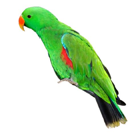 Best Parrot PNG Images Free Download