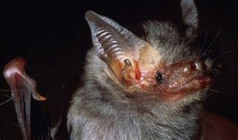 Kitti's hog-nosed bat facts, distribution & population | BioDB