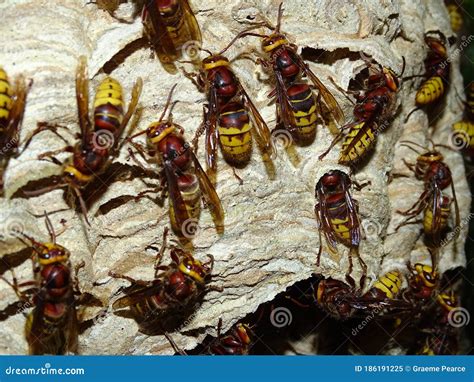 European Hornets Nest Built in a Tree Cavity. Stock Image - Image of ...