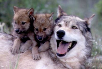 Image result for Happy Yellowstone Wolves