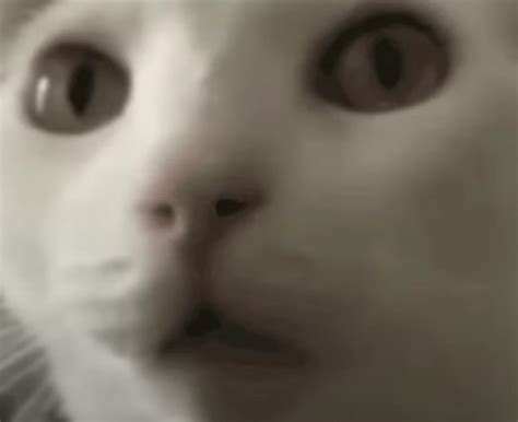 Image result for Cat II Algorithm