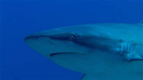 Sharks & Their Essential Roles in Coral Reefs | Britannica