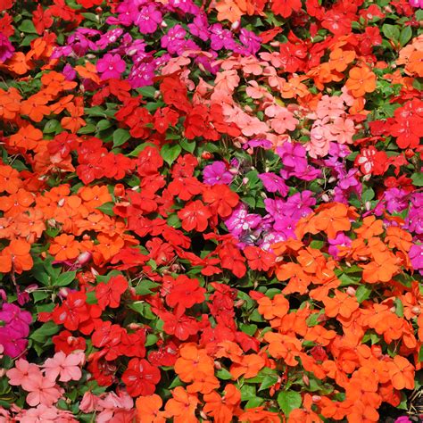 Fleißiges Lieschen (Impatiens walleriana) Samen
