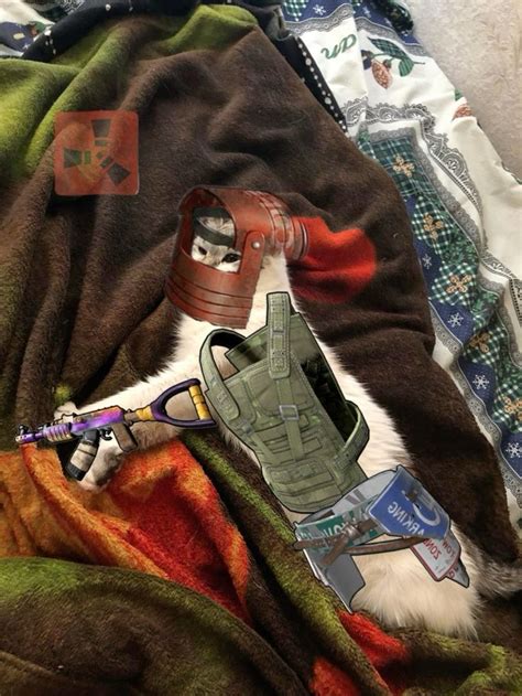 Image result for Rust Cat