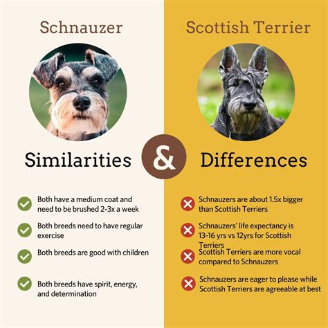 Schnauzer's and Scottish Terriers: Similarities and Differences ...