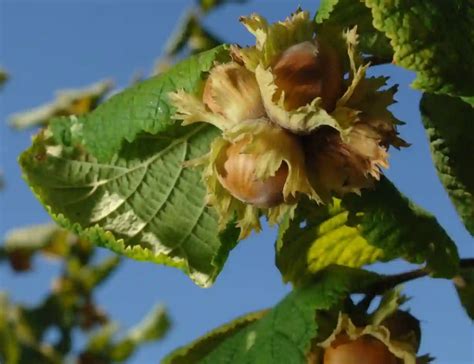 Image result for Hazelnut How to Identify