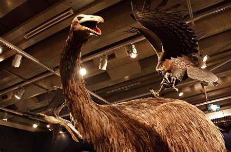 「Prehistoric Park丨史前公园 1」巨鸟奔腾——骇鸟兴衰简史 - 知乎