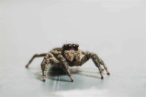 23 Most Common Types of Spiders in Mississippi - Animal of Things