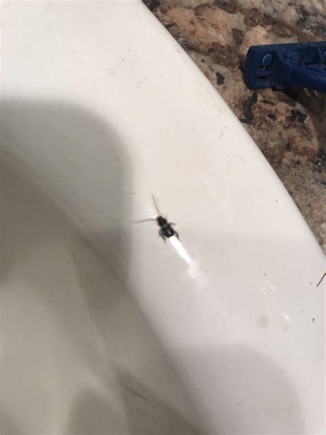 Very Tiny Black Bugs In Bathroom Sink at Dorothy Boots blog