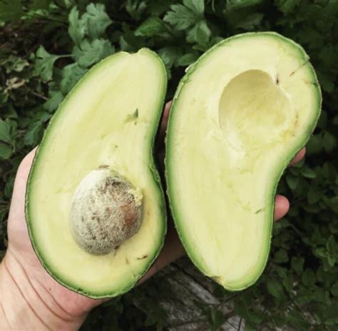 Rare Tropical Fruit Trees 的图像结果