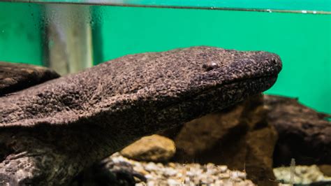 Mega-solar farm project could impact threatened Japanese giant salamanders