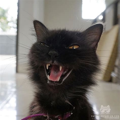 Evil Cat Laughing