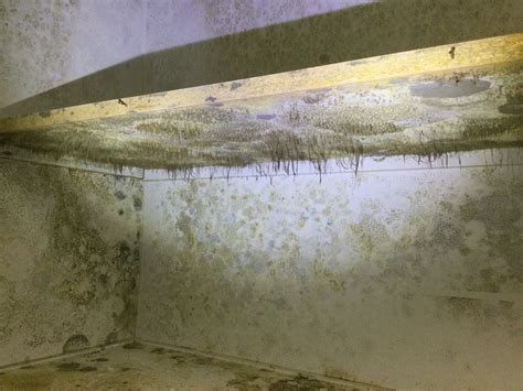 White Mold On Basement Walls: How To Get Rid Of It? | Lamunyon