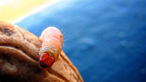 The Maggots That Clean Human Wounds — And Why Doctors Use Them - Insect ...