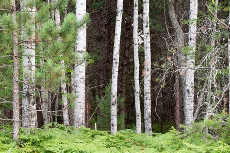 Independence Oaks County Park Hike (Oakland County)