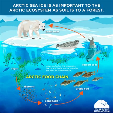 Arctic Food