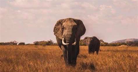 Botswana Just Legalised Hunting Elephants Because There Are Too Many Of ...