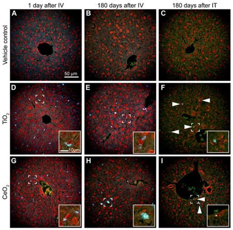 Applied Nano | Special Issue : Women in Nanoscience