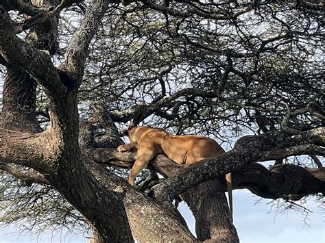 THE ROYAL MIGRATION CAMP (Serengeti National Park) - Campground Reviews ...