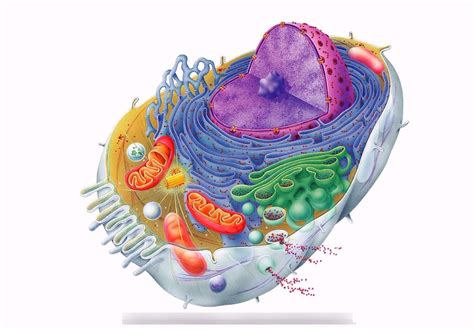 Normal Cell Structure 的图像结果
