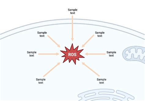 ROS Production in Cells (Layout) | BioRender Science Templates