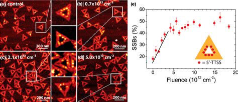 Molecular Processes Studied at a Single-Molecule Level Using DNA ...