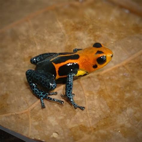 イミテーター ヤドクガエル “バラデロ” Ranitomeya imitator "Varadero" | Amazonarium