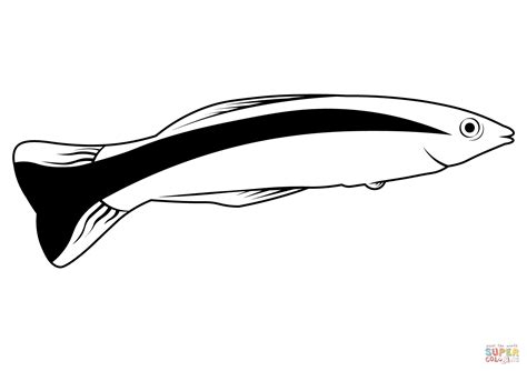 Bluestreak Cleaner Wrasse (Labroides Dimidiatus) coloring page | Free ...