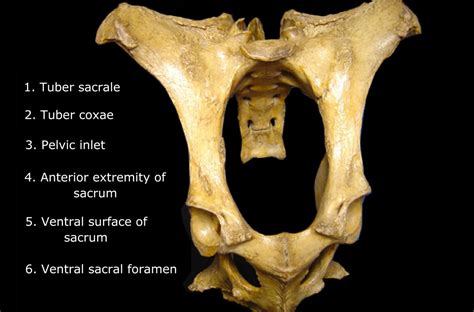 Image result for Male Reproductive System Components