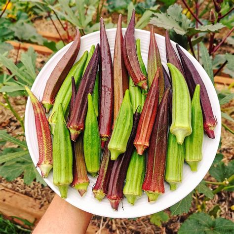 Okra Plant
