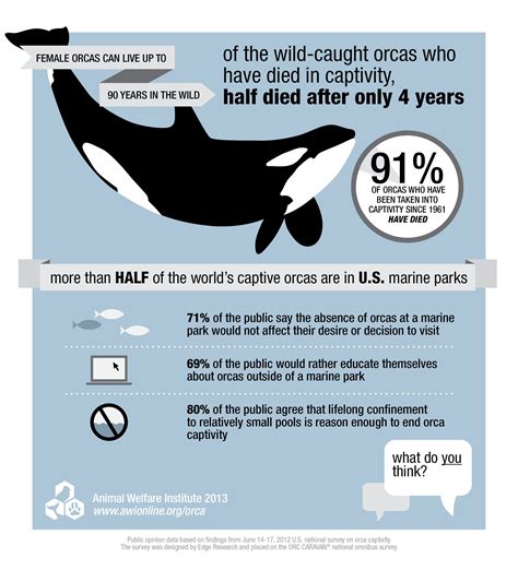 Infographic for Orcas in Captivity | Animal Welfare Institute | Orcas in captivity, Orca, Sea world