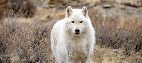 Wolves Howling Dead 的图像结果