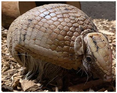 Welfare and Enrichment of Managed Nocturnal Species, Supported by ...