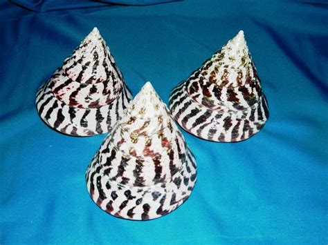 Image result for Pearly Shells