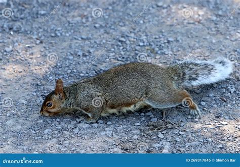 The Squirrel Runs through the Forest Clearing. Stock Image - Image of branch, mouse: 269317845