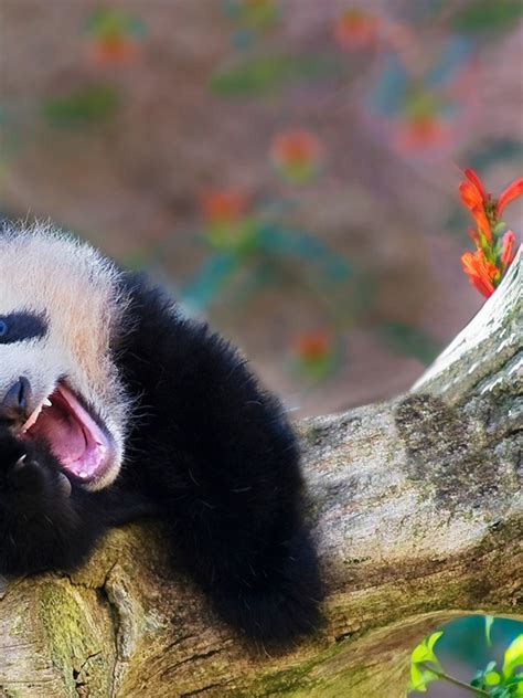 Funniest Animal Photos