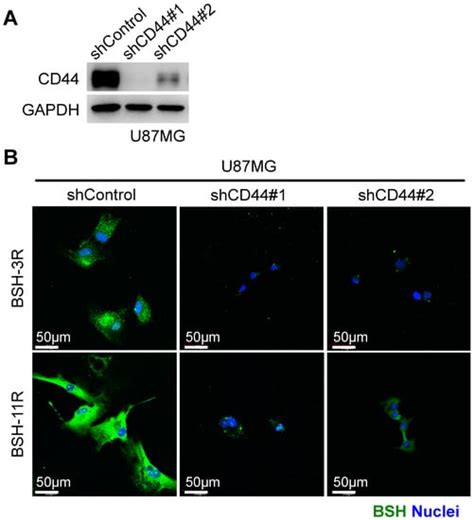 In Vitro Studies to Define the Cell-Surface and Intracellular Targets ...