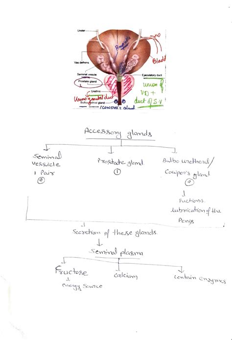 Image result for Reproduction in Human Beings Class 12