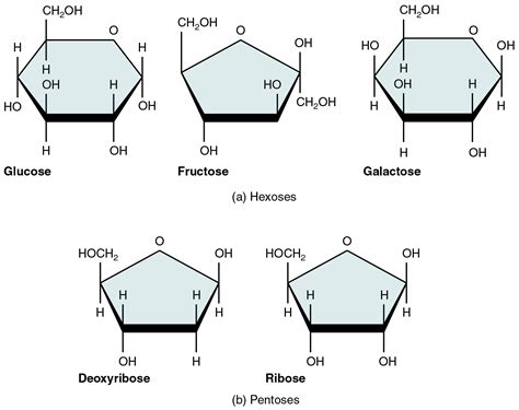 Monomers | Definition, Types, Structure, Examples